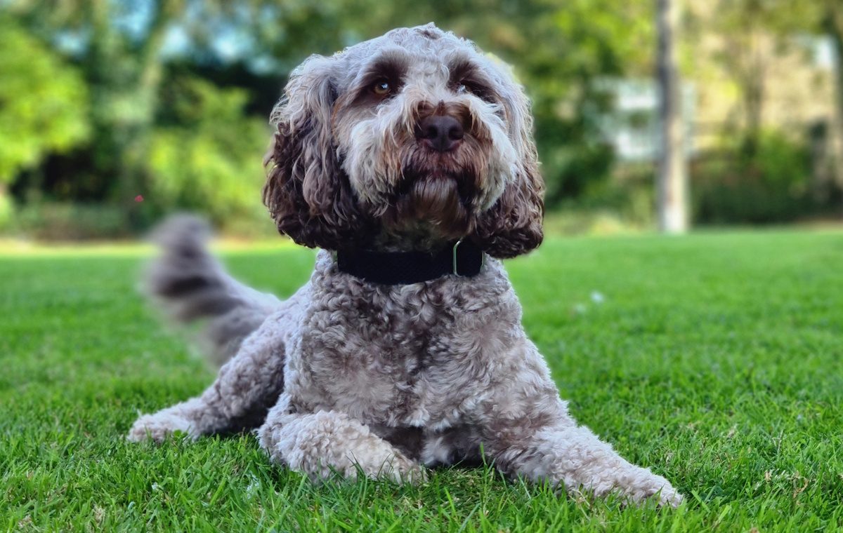 Hamilton the dog
